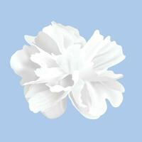 vettore floreale su bianca sfondo design