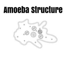 vettore illustrazione di ameba anatomia. educativo struttura