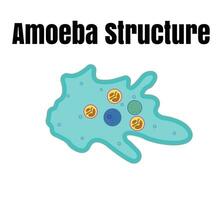 vettore illustrazione di ameba anatomia. educativo struttura