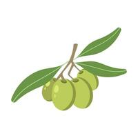 oliva mano disegnato ramo con verde olive isolato su bianca sfondo. vettore illustrazione