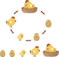 ciclo pollo vettore