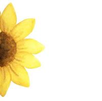 pittura ad acquerello di fiore giallo con posto per il testo. girasoli. vettore