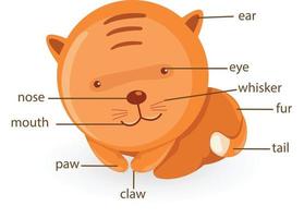 vocabolario del gatto parte del vettore del corpo