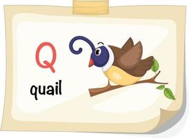 alfabeto animale lettera q per vettore di illustrazione di quaglia