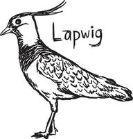 lapwig - illustrazione vettoriale schizzo disegnato a mano