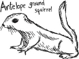 antilope scoiattolo di terra - illustrazione vettoriale schizzo disegnato a mano