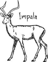 impala - illustrazione vettoriale schizzo disegnato a mano