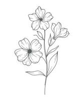 primula fiore linea arte. primula schema illustrazione. febbraio nascita mese fiore. primula schema isolato su bianca. mano dipinto linea arte botanico illustrazione. vettore