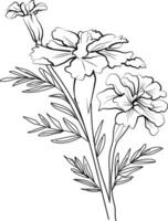 schema calendula disegno, mano disegnato schema calendula disegno botanico ramo di mini cuffie illustrazione, calendula fiore schizzo arte isolato su bianca sfondo clip arte vettore