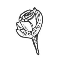 isolato vettore illustrazione di un' piccolo rosa fiore all'occhiello, mazzo o ramo. carino Vintage ▾ stile.