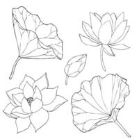 impostato di vettore mano disegnato loto fiori e mini cuffie, enorme foglie, nero linea arte illustrazione. schema floreale disegno per logo, tatuaggio, confezione disegno, composizioni. acqua giglio botanico vettore design