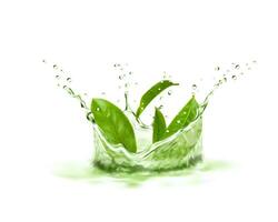 verde tè foglie, corona spruzzo e schizzi vettore