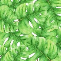 foglie di monstera verde tropicale. illustrazione dell'acquerello. vettore