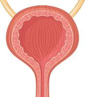 organo della vescica umana vettore