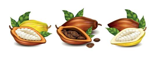 cacao composizioni impostato vettore