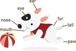 illustrazione del vocabolario del cane parte del corpo vettore
