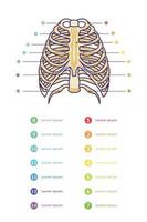 modello di vettore infografico dello sterno con testo di vario colore