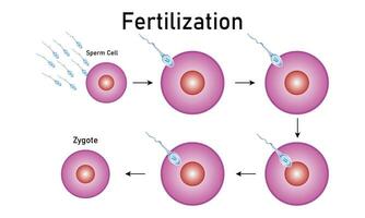 fecondazione processi con passo dopo passo sperma uovo e zigote interpretazione cellula vettore disegno,