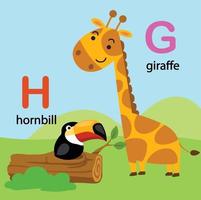 illustrazione alfabeto isolato lettera g-giraffa,h-bucero, vettore