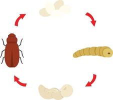 illustrazione vettoriale del ciclo di vita del verme della farina