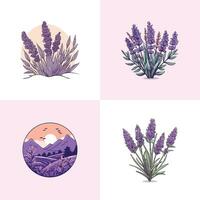 lavanda vettore clip arte illustrazione