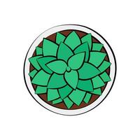 succulento superiore Visualizza vettore illustrazione. carino piccolo pianta della casa nel pentola isolato. verde pianta disegno