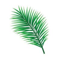 vettore tropicale palma foglia isolato su bianca