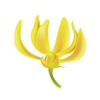 vettore ylang ylang fiore. realistico elementi per etichette di cosmetico pelle cura Prodotto