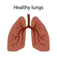 polmoni di un' salutare persona. Là siamo no malattie o virus nel il polmoni. isolato vettore. vettore