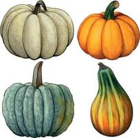 composizione di zucca caduta disegnata a mano dell'acquerello vettore