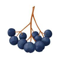 blu chokeberry bacca nel cartone animato stile. pianta cibo prodotti. vettore