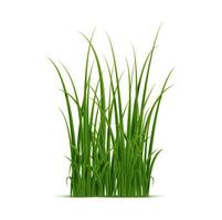 realistico verde erba isolato su bianca sfondo vettore