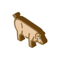 iberico maiale razza isometrico icona vettore illustrazione
