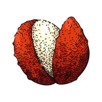 frutta litchi schizzo mano disegnato vettore