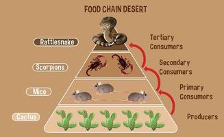 diagramma che mostra la catena alimentare del deserto per l'istruzione vettore