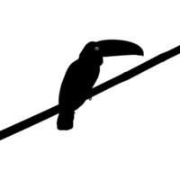 tucani siamo neotropicale membri di il vicino passeraceo uccello famiglia ramphastidae. il ramphastidae siamo maggior parte strettamente relazionato per il americano barbetti, uccello silhouette. vettore illustrazione