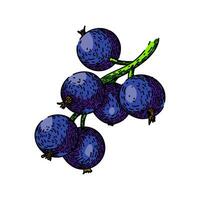 dolce nero ribes schizzo mano disegnato vettore