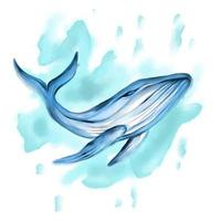illustrazione di balena ad acquerello vettore