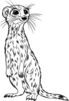 realistico meerkat vettore illustrazione mano disegnato animale disegno