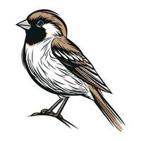 passero uccello isolato su bianca sfondo. mano disegnato vettore illustrazione.