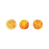 tre forme di arancia a fette vettore
