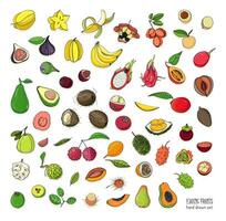 esotico tropicale frutta mano disegnato impostare. collezione di totale frutta e spaccato. avocado, ackee, Banana, guaiava, corniolo, durian, fichi, carambole, kiwano, noce di cocco, litchi, longan, Mango, mangostano. vettore
