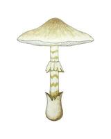 amanita falloide matita acquerello disegnato, velenoso fungo, Morte cap. mortale fungo, velenoso fungo. vettore