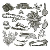 spezie ed erbe aromatiche insieme disegnato a mano con schizzo culinario vettore