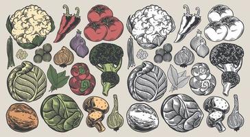 collezione vintage disegnata a mano vegetale colorata vettore