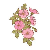 fiori viola del pensiero disegnati a mano, stile vintage vettore