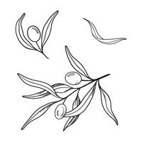 schizzo impostato di oliva ramo con frutti di bosco e le foglie. mano disegnato vettore linea arte illustrazione. nero e bianca disegno di il simbolo di Italia o greco per carte, design logo, tatuaggio.
