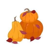 vettore illustrazione di arancia maturo zucche. zucche cosparso con autunno le foglie su un' bianca sfondo. autunno composizione nel piatto stile.