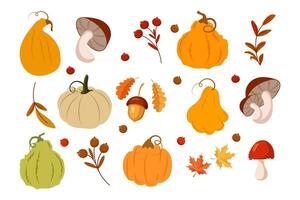 autunno impostare, zucche, funghi, ghiande, Rowan e acero le foglie su un' bianca sfondo. autunno Stampa, arredamento elementi, vettore