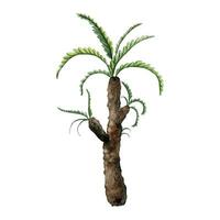 mano disegnato sago palma albero vettore acquerello illustrazione. antico tropicale pianta a partire dal dinosauro era